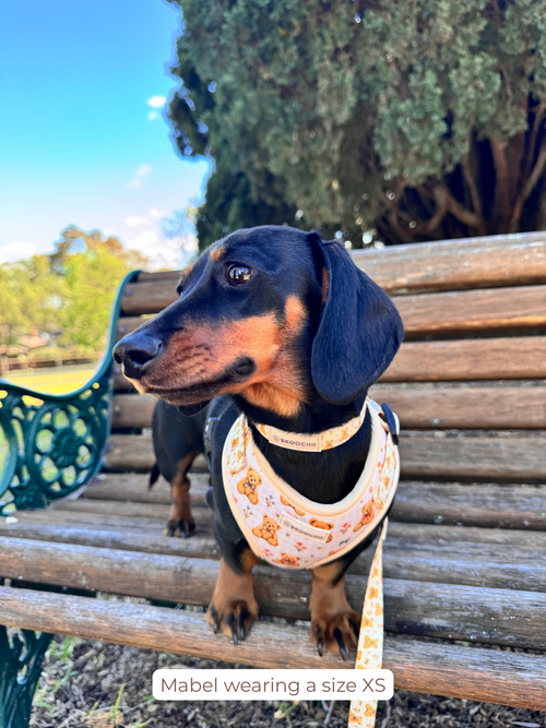 Teddy Collar
