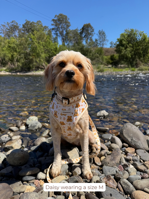 Teddy Harness