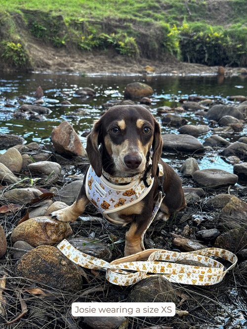 Teddy Harness, Collar & Lead Bundle